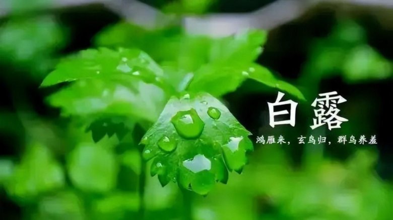 113431_697062_jswz.jpg 白露 悄然降臨于秋風初起的時節.jpg